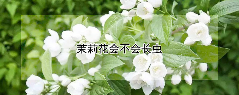 茉莉花会不会长虫（茉莉花会不会长虫呢）