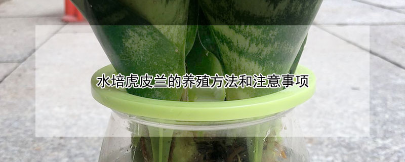 水培虎皮兰的养殖方法和注意事项（水培虎皮兰的养殖方法和注意事项图片）