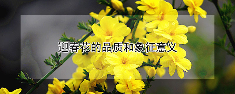 迎春花的品质和象征意义（迎春花的品质和象征意义作文）
