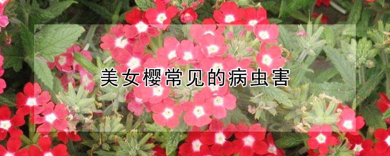美女樱常见的病虫害（美女樱容易长虫吗）
