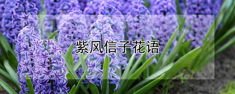 紫风信子花语 描写紫色风信子的诗句