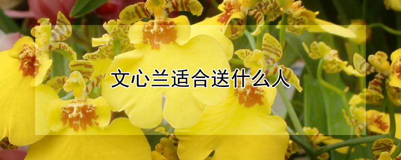 文心兰适合送什么人（文心兰有什么寓意）