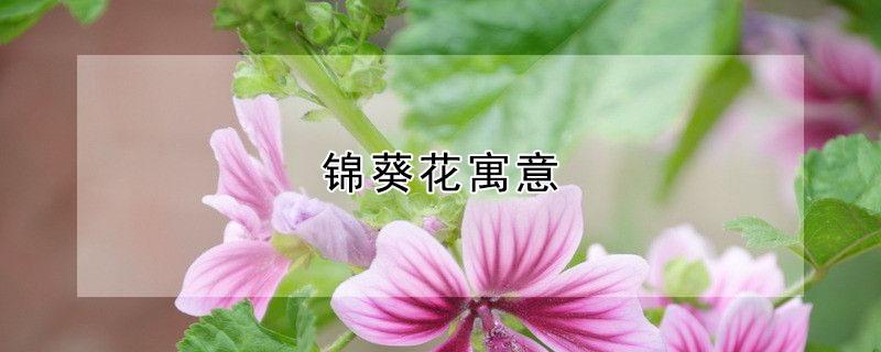 锦葵花寓意 锦葵花是送给什么人的