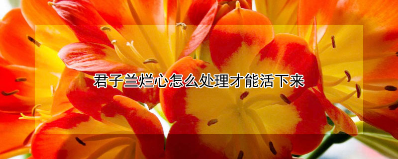 君子兰烂心怎么处理才能活下来（君子兰烂心了怎么办的视频）