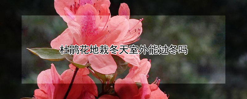 杜鹃花地栽冬天室外能过冬吗 杜鹃花地栽耐寒零下几度