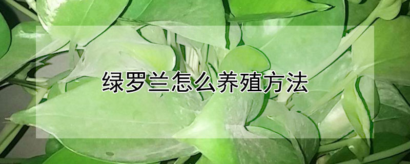 绿罗兰怎么养殖方法（绿罗兰如何盆栽养殖营养肥）