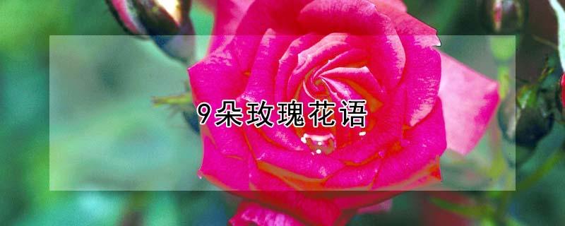 9朵玫瑰花语（999朵玫瑰花语）