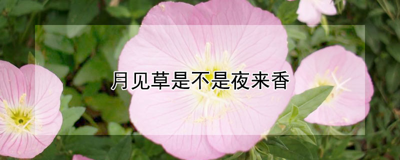月见草是不是夜来香（月见草是野花吗）