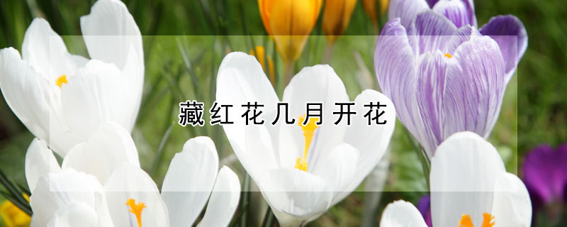藏红花几月开花（藏红花开花图片）