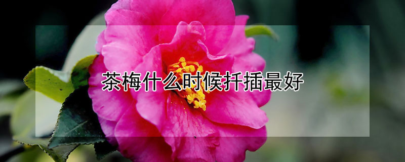 茶梅什么时候扦插最好（茶梅什么季节扦插）