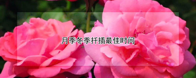 月季冬季扦插最佳时间（月季冬季扦插最佳时间和方法）
