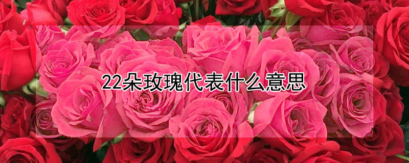 22朵玫瑰代表什么意思（19朵玫瑰代表什么意思）