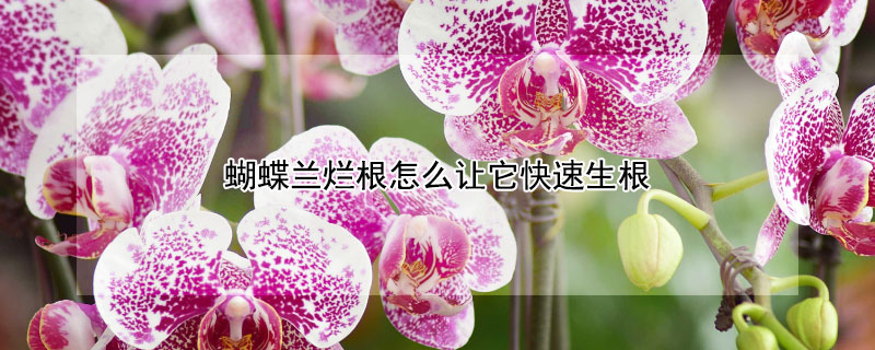 蝴蝶兰烂根怎么让它快速生根（蝴蝶兰烂根怎么让它快速生根救治蝴蝶兰的视频）