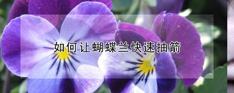 如何让蝴蝶兰快速抽箭（蝴蝶兰抽箭后管理）