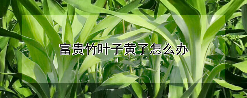 富贵竹叶子黄了怎么办 竹子黄了怎么办富贵竹叶子黄了怎么办