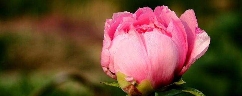 牡丹花花语和寓意（牡丹花花语寓意象征）