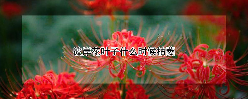 彼岸花叶子什么时候枯萎 彼岸花叶片枯黄季节
