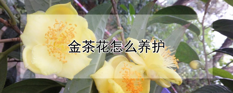 金茶花怎么养护（金茶花怎么养护方法）