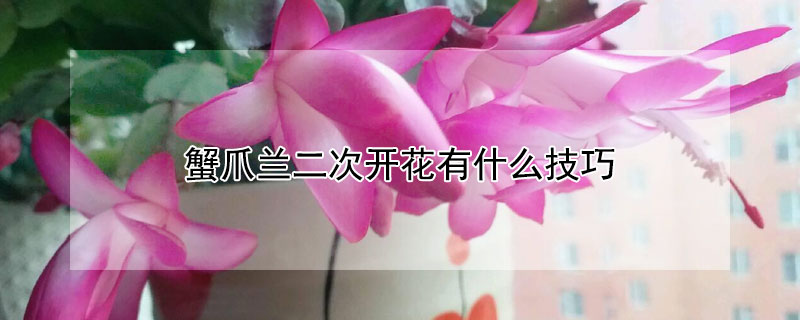 蟹爪兰二次开花有什么技巧（蟹爪兰怎么能二次开花）