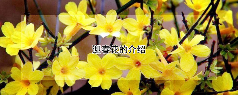 迎春花的介绍（迎春花的介绍200字）