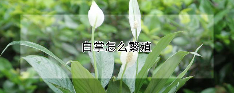 白掌怎么繁殖 白掌怎么繁殖扦插