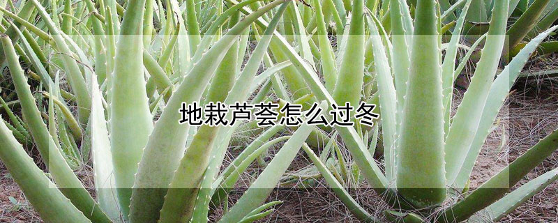 地栽芦荟怎么过冬（芦荟的养殖方法 地栽）