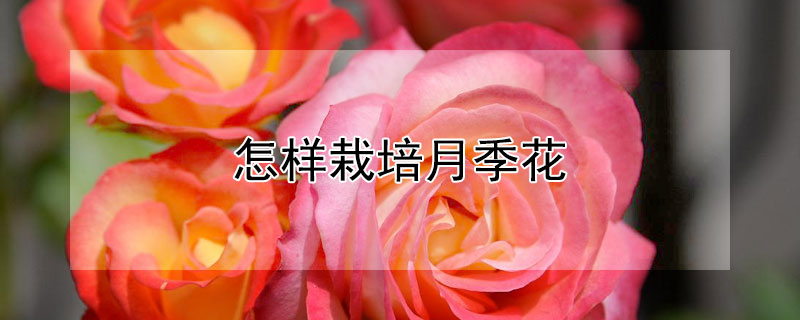怎样栽培月季花（怎样栽培月季花盆栽）