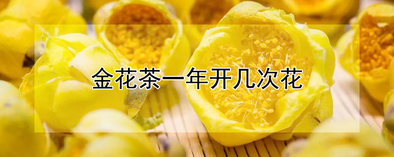 金花茶一年开几次花 金花茶为什么养不活