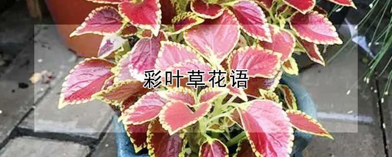 彩叶草花语（彩叶草花语寓意）