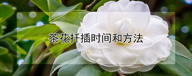茶花扦插时间和方法（茶花扦插时间和方法温度）