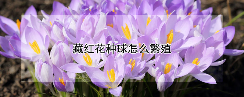 藏红花种球怎么繁殖 藏红花种球怎么繁殖视频