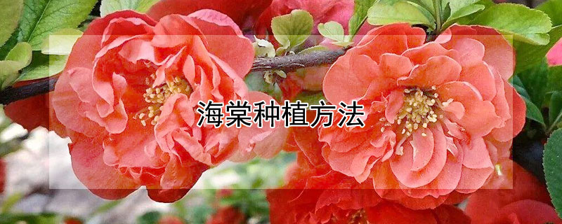 海棠种植方法 海棠种植方法注意事项