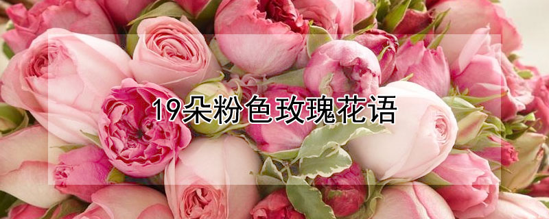 19朵粉色玫瑰花语 19朵粉色玫瑰花语代表什么