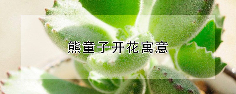 熊童子开花寓意（熊童子开花寓意着什么）