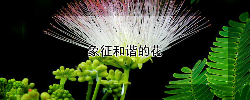 象征和谐的花 象征和谐的花纹