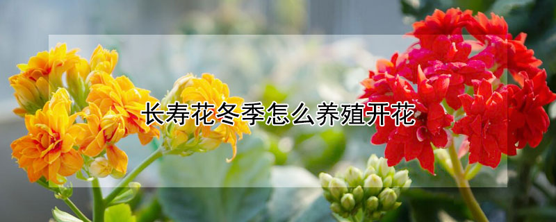 长寿花冬季怎么养殖开花（长寿花冬天怎么养才能开花）