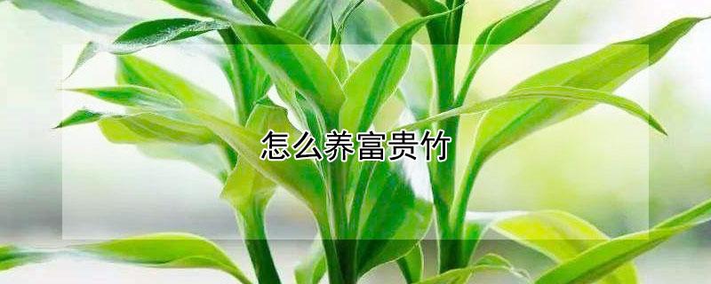 怎么养富贵竹 怎么养富贵竹最好