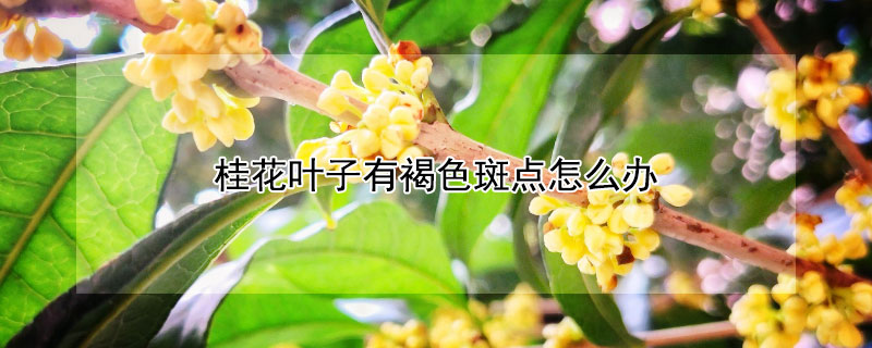 桂花叶子有褐色斑点怎么办（桂花叶子有褐色斑点掉叶）