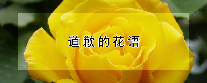 道歉的花语 给老婆道歉的花语