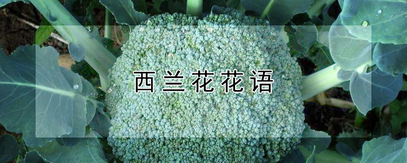 西兰花花语 西兰花花语是什么
