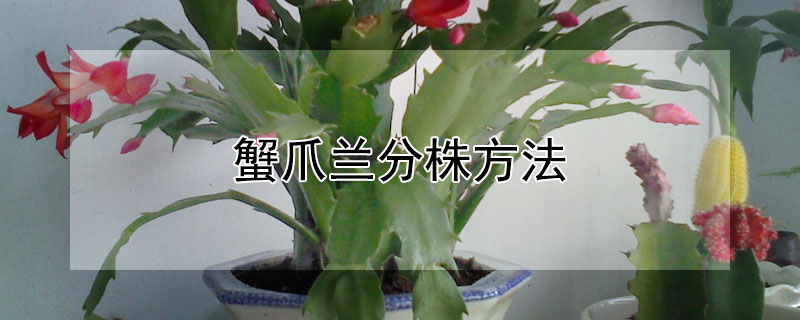 蟹爪兰分株方法（蟹爪兰分株方法和技术）