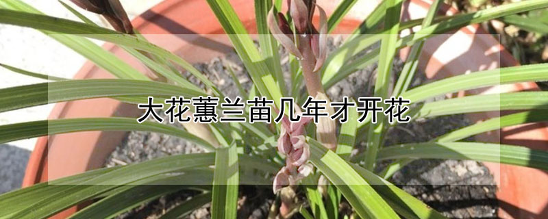 大花蕙兰苗几年才开花（大花蕙兰苗几年才开花结果）