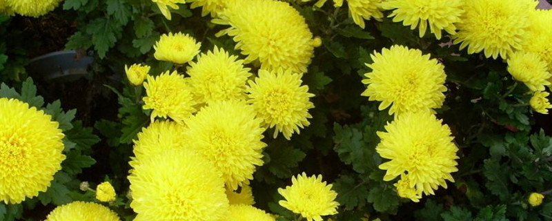 菊花花语代表什么意思 菊花花语代表什么意思和含义