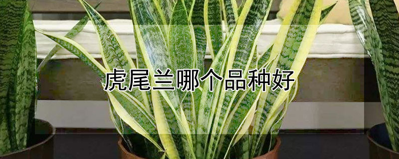 虎尾兰哪个品种好 虎尾兰哪种品种好