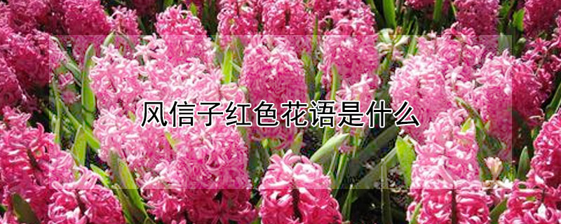 风信子红色花语是什么 红色风信子长什么样