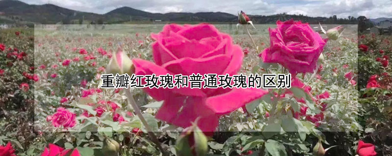 重瓣红玫瑰和普通玫瑰的区别（重瓣红玫瑰和普通玫瑰的区别图片）
