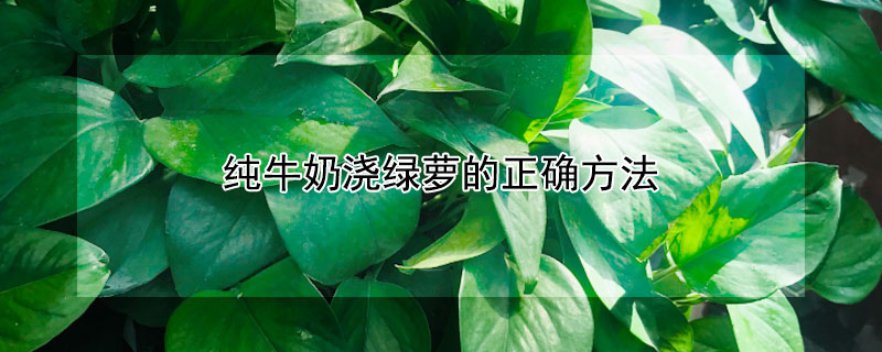 纯牛奶浇绿萝的正确方法 纯牛奶浇绿萝的正确方法视频