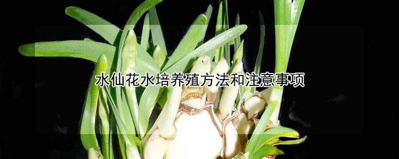 水仙花水培养殖方法和注意事项 水仙花的养殖水培