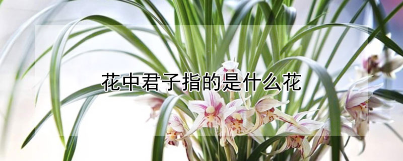 花中君子指的是什么花（花中君子指的是什么花的别称）