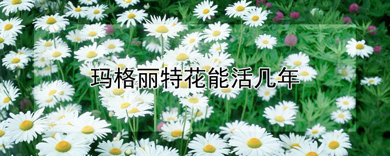 玛格丽特花能活几年 玛格丽特花能长多高
